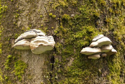 Detail in a german Forest