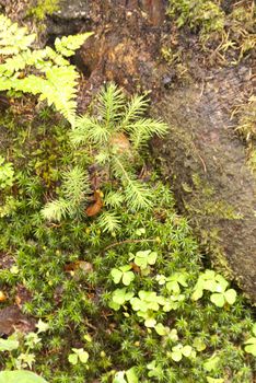 Detail in a german Forest