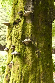 Detail in a german Forest