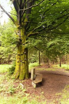 On the Hiking Trail Goldsteig in Germany