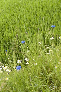 Field with Flowers in Germany