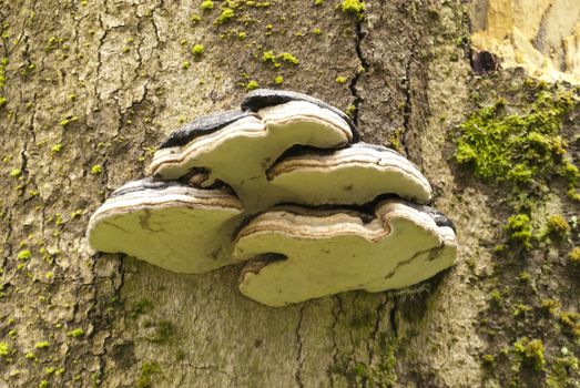 Detail in a german Forest