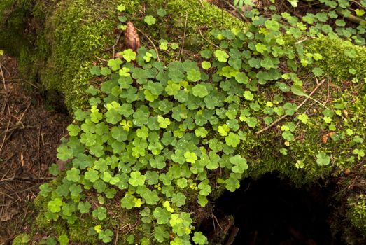 Detail in a german Forest