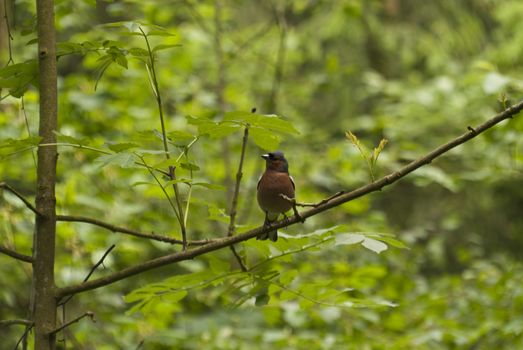 Songbird in a german Forest