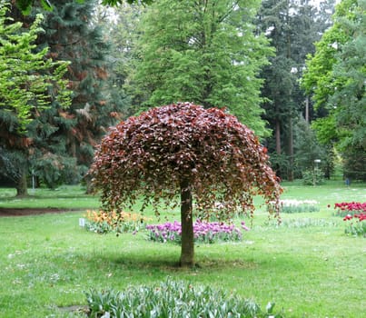 Flowers and trees in the natural Park