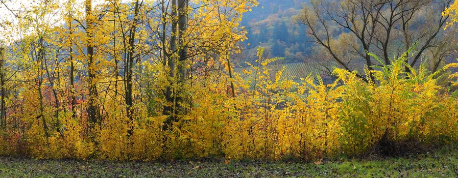 herbstliche Bäume und Sträucher Panorama