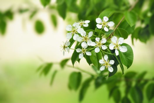 White flowers of pear - fresh green spring leaves.