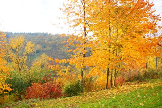 bunte Sträucher, Bäume und Blätter im Herbst