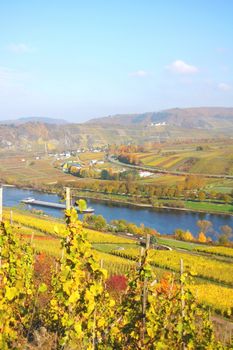 Moseltal bei Reil und Pünderich im Herbst