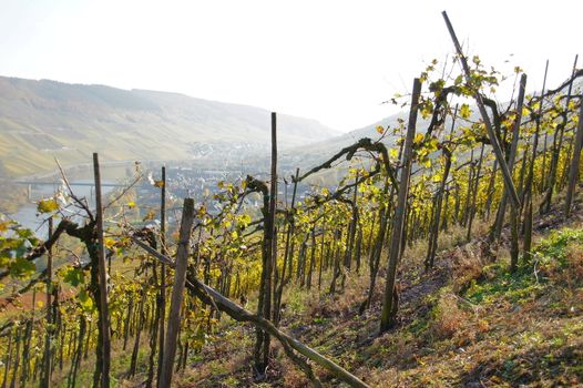Rebstöcke an den Hängen bei Reil an der Mosel