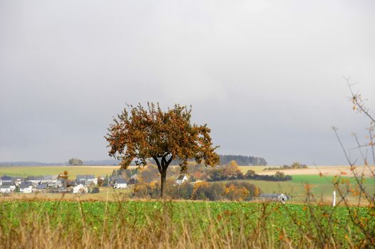 herbstlicher Apfelbaum im Hunsrück