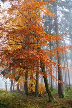 bunter Mischwald im Herbstnebel
