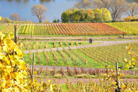 Herbst in den Weingärten bei Reil an der Mosel
