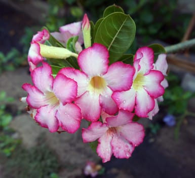 Adenium flowers, blooming into a bouquet. Flowers looking fresh and beautiful.                              