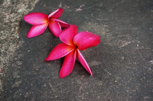 Red flowers in full bloom fell down to the ground, no branch and no leaves ,look sad.                              