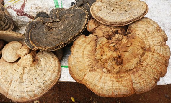 Dried Lingzhi mushrooms are a useful believe can be used to treat cancer and detoxification in the body, but are expensive.                              