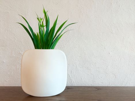 Decorative plant in elegant white vase.