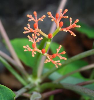 Flowers of Jatropha podagrica Hook.f. The flower are bouquet, has bright orange color.                                
