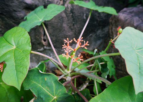 Trees that are used in the treatment of ulcers that are cut, use for prohibit bleeding or abscess ulcer.                               