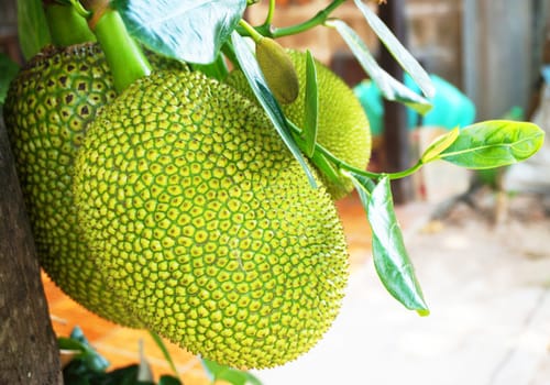 The jackfruit is a species of tree in the Artocarpus genus of the mulberry family. It is native to parts of South and Southeast Asia.                            