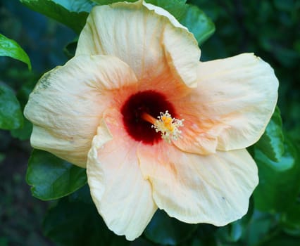 Chaba tree planted at home area, has flower is peach color, in full bloom.                               