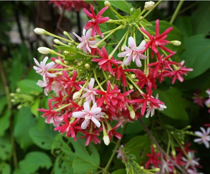 Pink Bouquet of Quisqualis Indica flower is ivy flower, they have buds and blooming. when in bud state had white color and then in full bloom have light pink and dark pink.                               