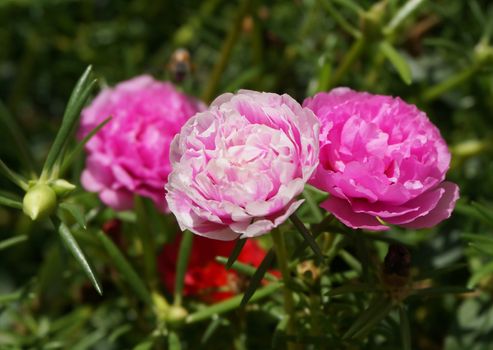  Portulaca flower, small flower planted in the garden, have pink color. This flower will bloom only when the sun shines.                             