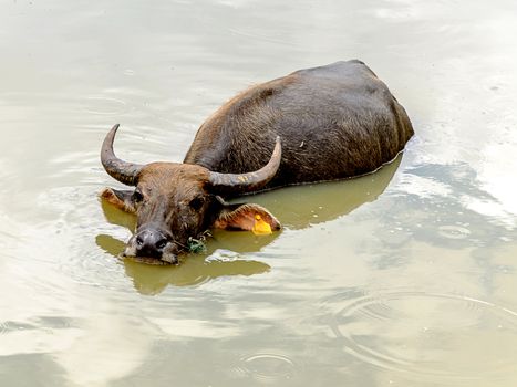 Water buffalo in a pond, in Chiang mai Province,Thailand