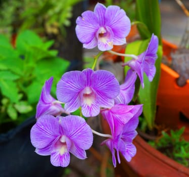 Purple orchids, a bouquet of flowers are in full bloom.                               