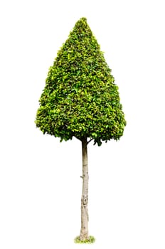 Dwarf tree isolated on white background