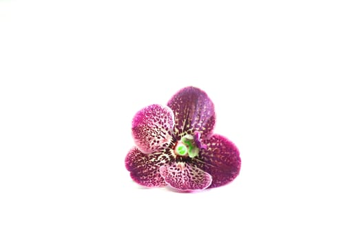 One purple fresh orchid flower. Petals clearly visible and bright color.                         