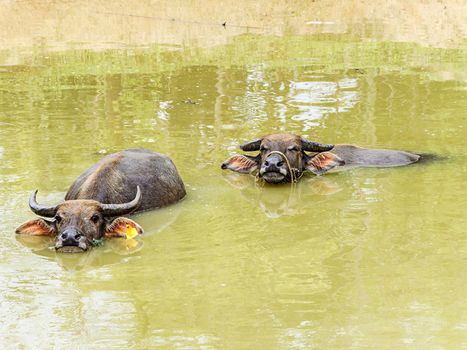 Water buffalo in a pond, in Chiang mai Province,Thailand