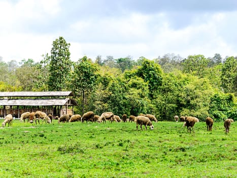 Herd of sheep in meadow 