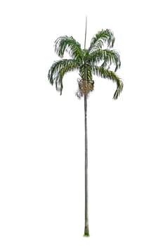 Palm tree isolated on white background 