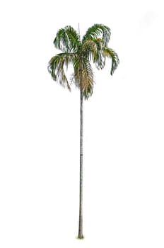 Palm tree isolated on white background 
