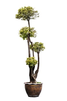 Dwarf tree isolated on white background