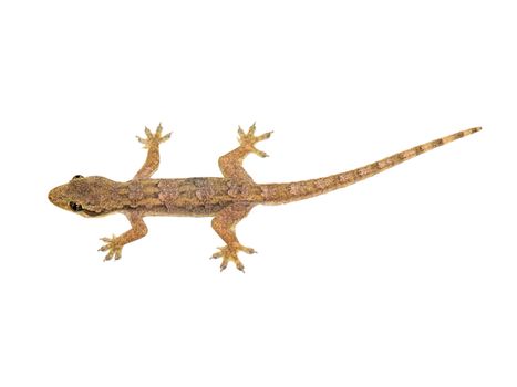 Lizard isolated on white background 