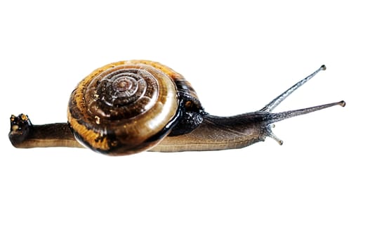 Snail isolated on white background