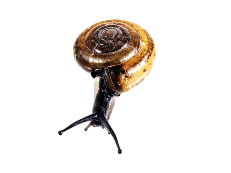 Snail isolated on white background