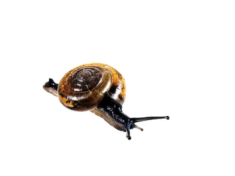 Snail isolated on white background