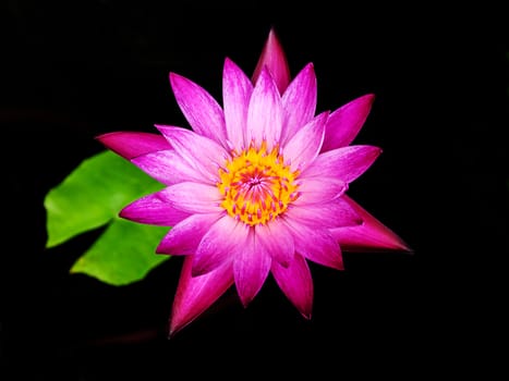 Pink lotus flower blossom in the pool 