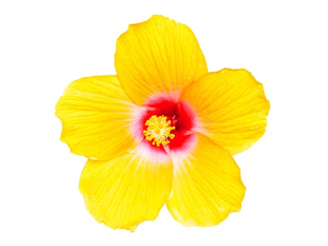 Yellow hibiscus flowers isolated on white background