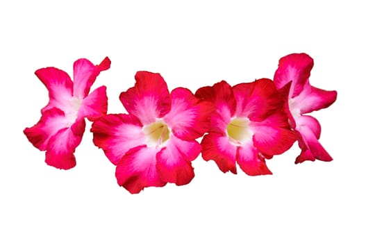 Four red plumeria flowers isolated on white background