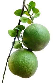 Two pomelo fruit isolated on white background