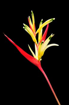 Bird of paradise flower isolated on black background