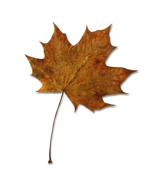 Maple leaf isolated on white background