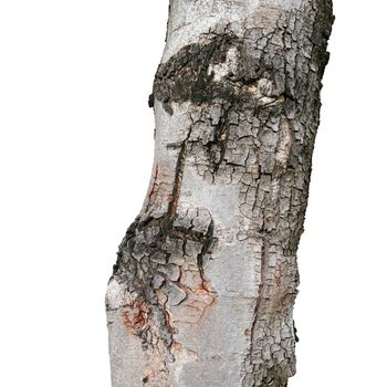 Close up texture of fracture on the tree bark (isolated on a white background)