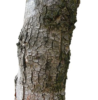 Close up texture of fracture on the tree bark (isolated on a white background)