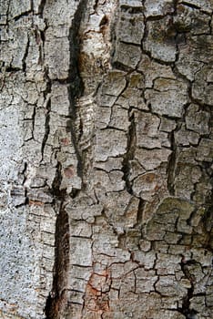 Close up texture of fracture on the tree bark. 