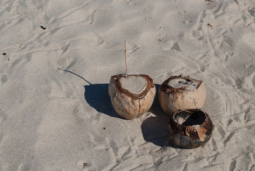 Coconuts on Mexican beach